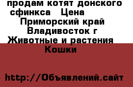 продам котят донского сфинкса › Цена ­ 7 000 - Приморский край, Владивосток г. Животные и растения » Кошки   